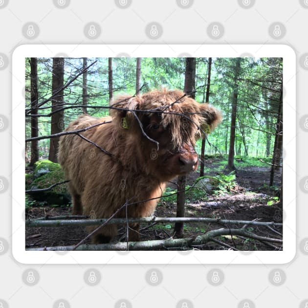 Scottish Highland Cattle Calf 1484 Sticker by SaarelaHighland